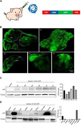 Intravenous AAV9 administration results in safe and widespread distribution of transgene in the brain of mini-pig